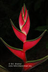 Heliconia orthotricha 'El Tigre'